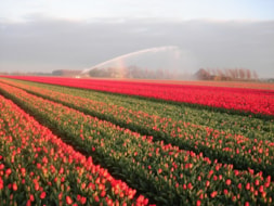 Watering the Tulips